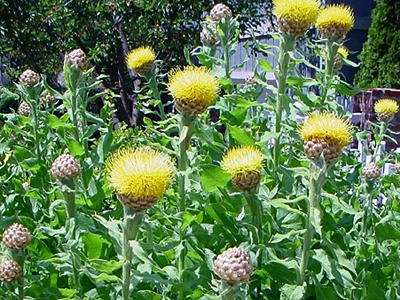 Centaurea-imola-Kertépítés-ArsNatura