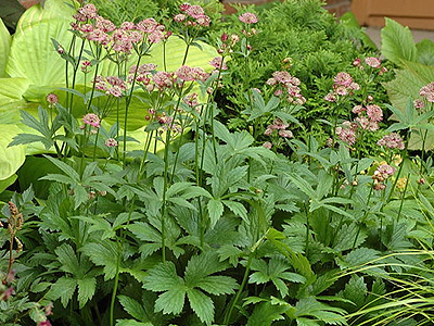 Astrantia major rubra - Nagy völgycsillag