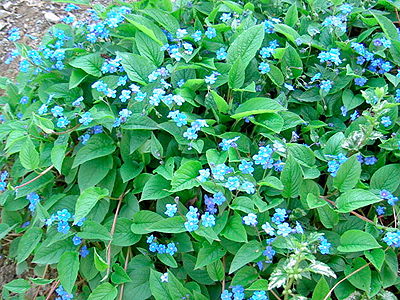 Kaukázusi nefelejcs-Brunnera macrophylla