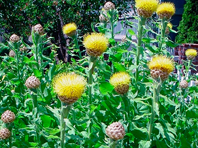 Centaurea macrocephala - Nagyfészkű Imola
