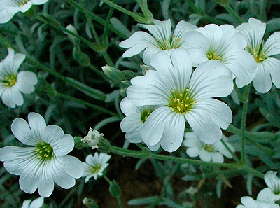 Cerastium tomentosum - Madárhúr