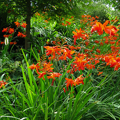 Crocosmia-Sáfrányfű