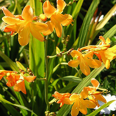 Sáfrányf - Crocosmia voyager