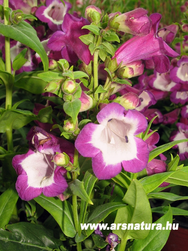 Bugatlcsr penstemon kert kertpts