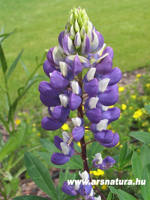 Lupinus csillagfrt kert kertpts