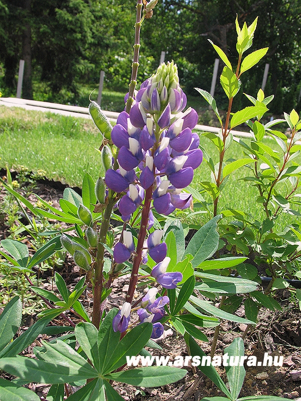 csillagfrt lupinus  kert kertpts