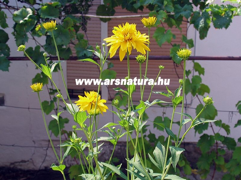 Napszem, Heliopsis, kert, kertpts