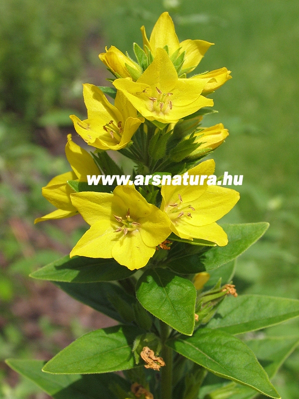 Pettyegetett lizinka, Lysimachia, kertpts, kerti t