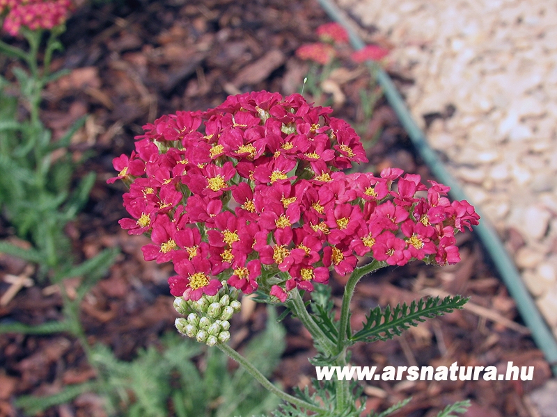 Cickafark, Achillea millefolium, kertpts, sziklakert