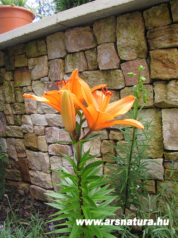 Ssliliom, hemerocallis, kertpts, kerti t