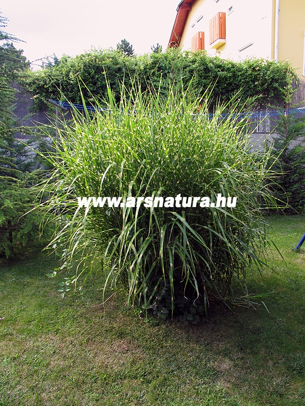 Japn dszf, Miscanthus 