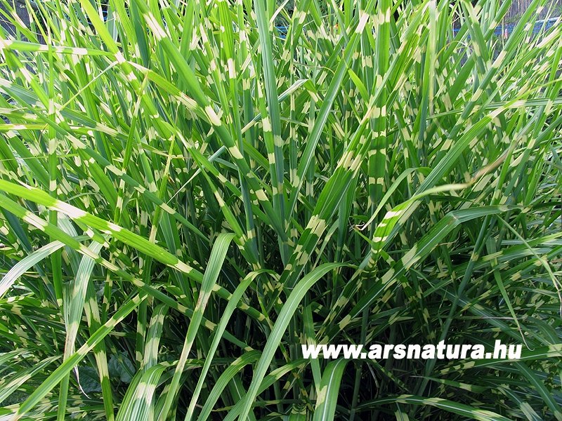 Japn dszf, Miscanthus, kertpts, kerti t