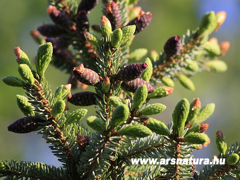 Szerb lucfeny, Picea omorica, kertpts