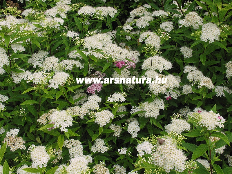 Shiroban gyngyvessz, Spiraea japonica Shirobana