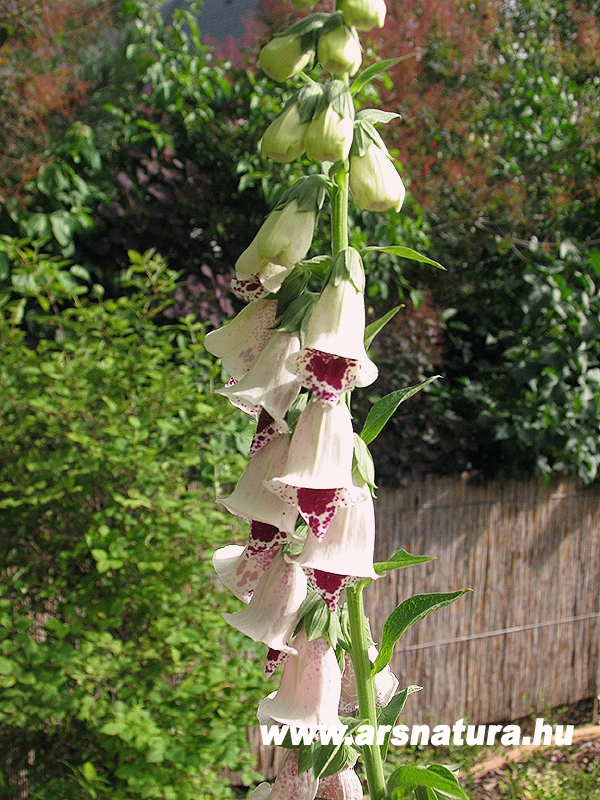 Gyszvirg, Digitalis purpurea-kertpts,kert