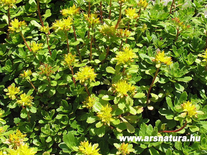 Varjuhj, Sedum spurium, Kertpts, sziklakert