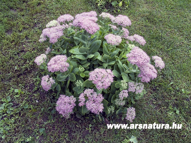 Varjuhj, Sedum telephium, Kertpts, sziklakert