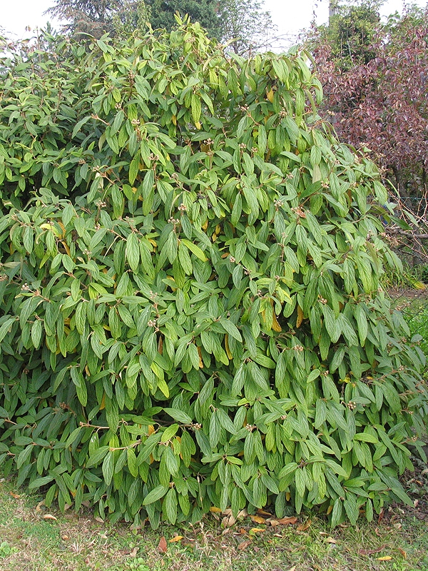 Bangita- Viburnum rhitidophyllum-kertpts-Kert
