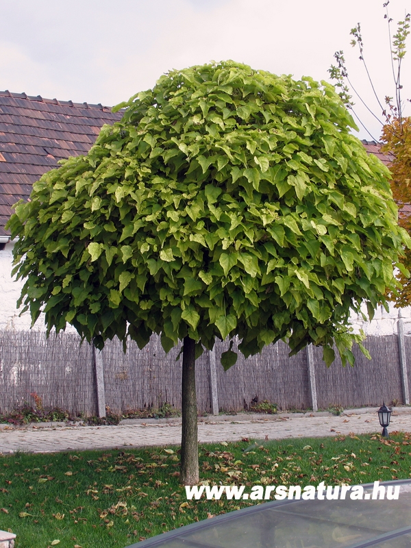 Gmb szivarfa, Catalpa bignonioides nana- kert