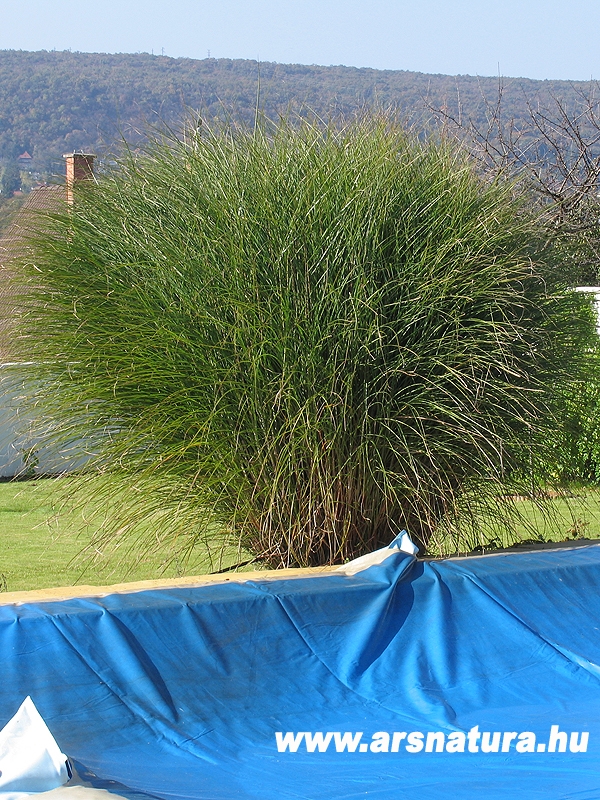 Japn dszf, Miscanthus chinensis