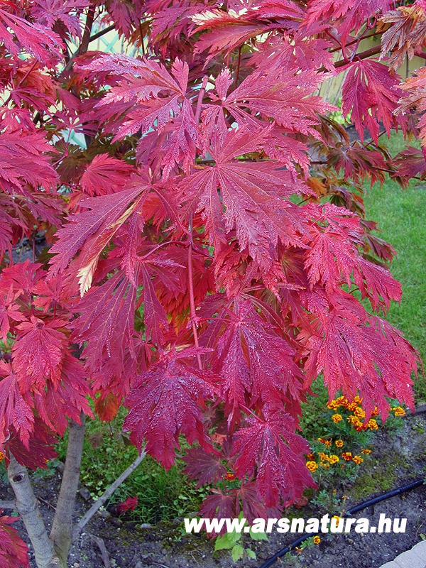 Japn juhar, Acer palmatum, Ket