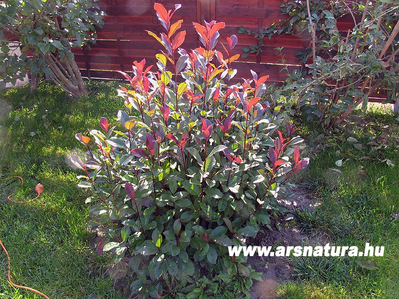 Korallberkenye, Photinia, Kert, Kertpts