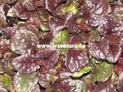 ajuga reptans kert kert�p�t�s