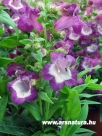bugat�lcs�r penstemon  kert kert�p�t�s