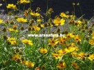 Menyecskeszem coreopsis kert�p�t�s 