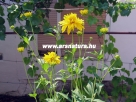 Napszem, Heliopsis, kert, kert�p�t�s