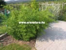 bambusz, kert�p�t�s, kerti t�
