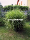 Jap�n d�szf�, Miscanthus 