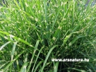Jap�n d�szf�, Miscanthus, kert�p�t�s, kerti t�