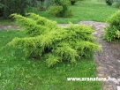  S�rga K�sz�bor�ka, Juniperus, kert�p�t�s