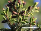 Szerb lucfeny�, Picea omorica, kert�p�t�s