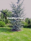 K�k atlasz c�drus, Cedrus atlantica Glauca