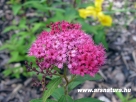B�bor gy�nyvssz�, Spiraea bumalba Anthony Waterer