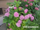 Hortenzia, kert, kert�p�t�s