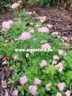 Kis gy�ngyvessz�, Spiraea japonica Little Princess, kert�p�t�s