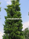 Leyland ciprus, Cupressycoparys leylandii, kert�p�t�s