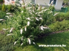 Ny�riorgona, Buddlea davidii, kert�p�t�s