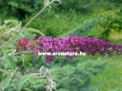 Ny�rirgona, Buddlea, kert, kert�p�t�s