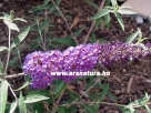 Ny�riorgona, Buddlea davidii Nahnoe Blue, kert�p�t�s