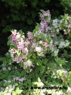 R�zsalonc, Weigela florida vriegata, kert�p�t�s