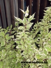 Tarka som, Cornus alba Argenteomarginata, kert�p�t�s