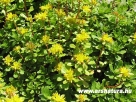 Varjuh�j, Sedum spurium, Kert�p�t�s, sziklakert