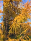 V�r�sfeny�, larix decidua, Kert, Kert�p�t�s