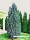 Elwoodii ciprus-kert-kert�p�t�s