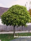 G�mb szivarfa, Catalpa bignonioides nana- kert