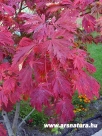 Jap�n juhar, Acer palmatum, Ket